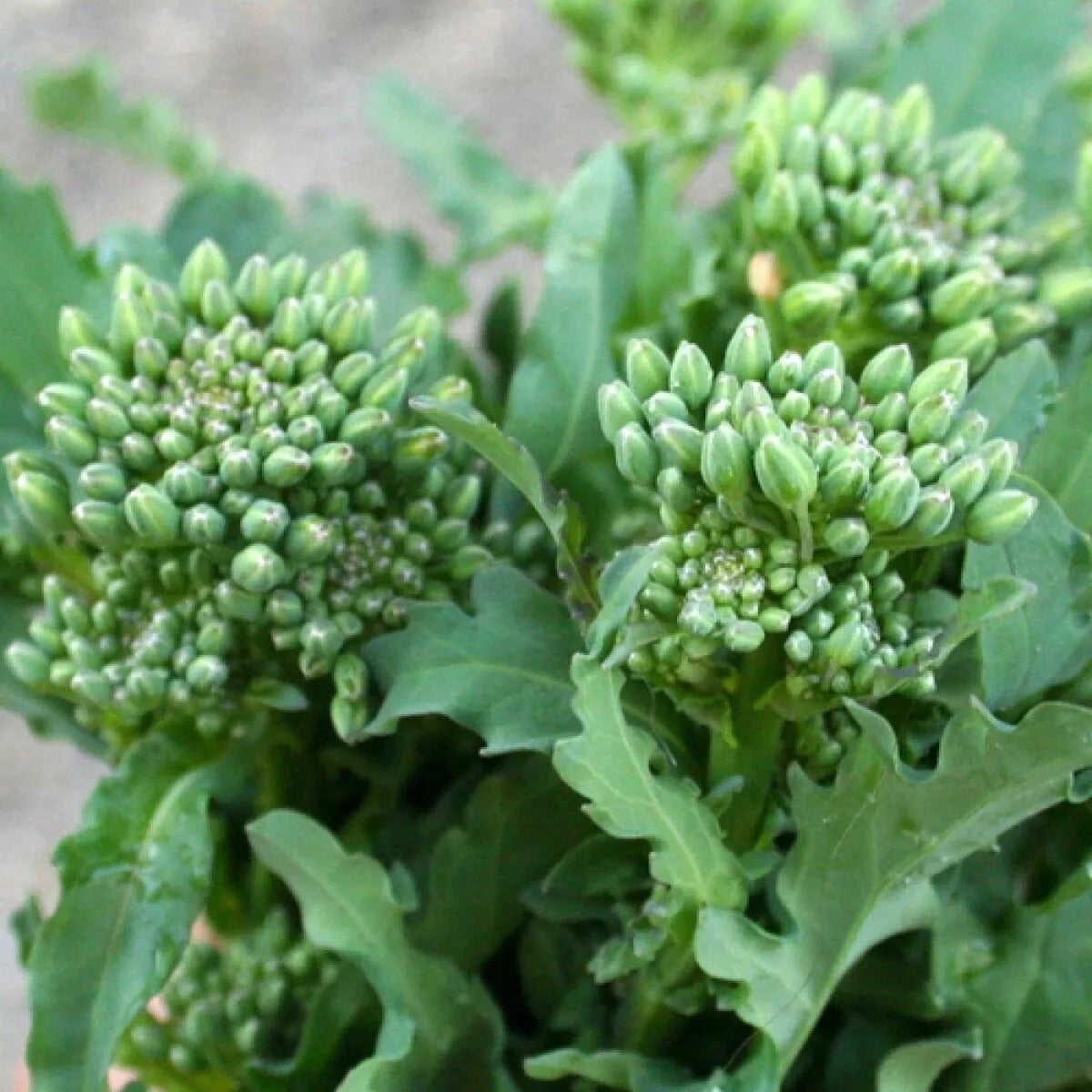 Broccoli Raab Seeds 300+ Non-GMO Heirloom Spring Rapini Vegetable - Brassica rapa subsp. rapa