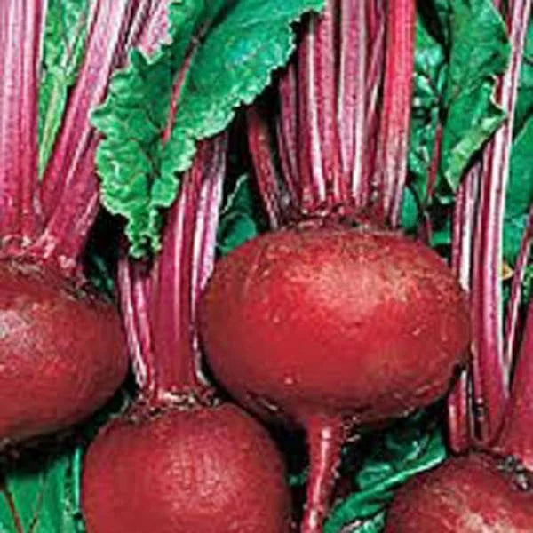 Beet Seed 500 Seeds Detroit Dark Red Heirloom Non-GMO Sweet Beets (Beta vulgaris)