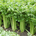 Tall Celery Seeds 2500+ | Non-GMO Heirloom Vegetable Seeds | Apium graveolens