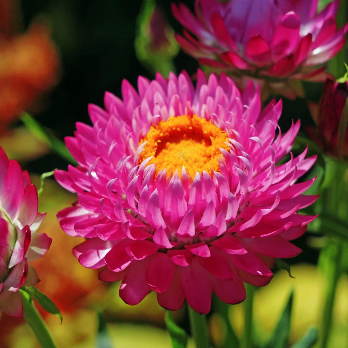 Purple Red Strawflower Seeds | Non-GMO | Dried Flower Variety | Helichrysum bracteatum | Bulk Seed Pack