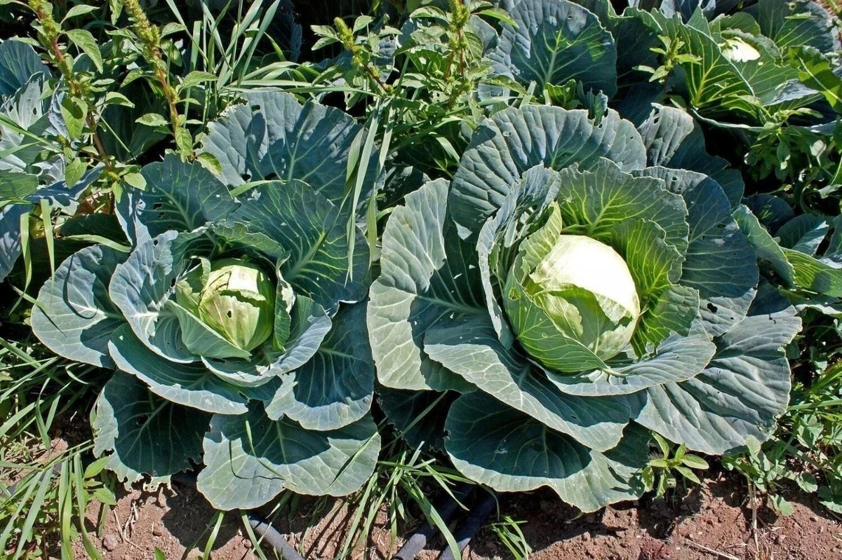 600+ Cabbage Seeds - Brunswick Heirloom - Non-GMO - Fresh Cabbage Seeds (Brassica oleracea)