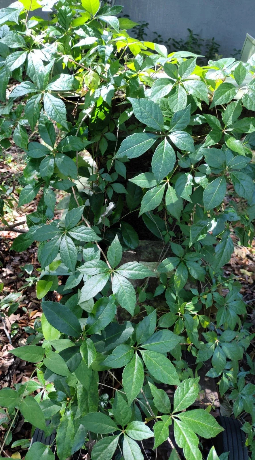 Virginia Creeper Live Vine Clippings - 6+ Florida Grown for Privacy Fences - Parthenocissus quinquefolia
