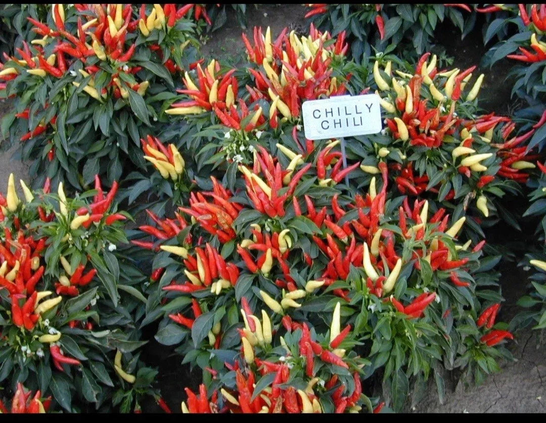Ornamental Pepper Plant - 2 Inch Pot - Chilly Chili Variety - Capsicum annuum