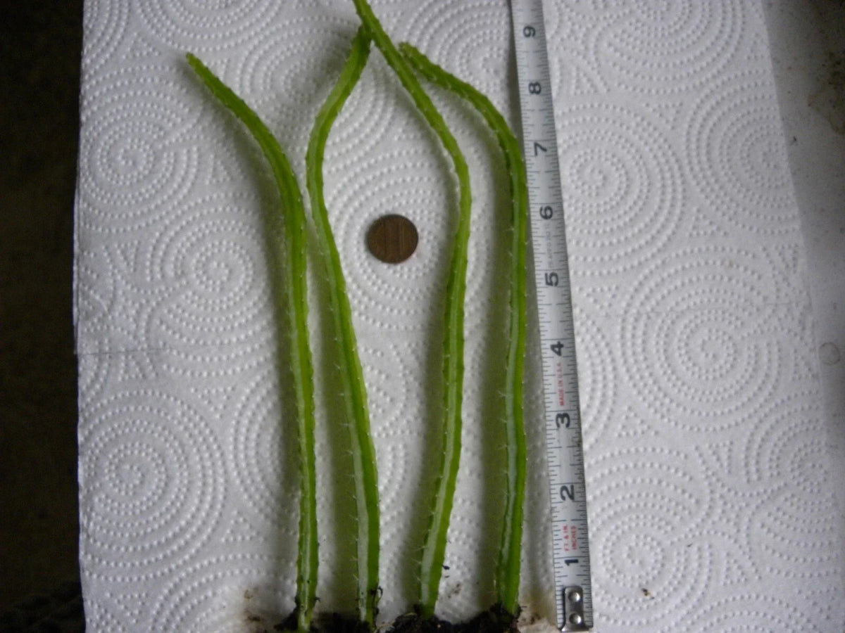Bare Root Dragon Fruit Seedlings - Lot of 4 - Hylocereus undatus - 1 Year Old Dragonfruit Plants