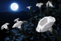Tropical White Knight Vine - Night-Blooming, Exotic Plant for Gardens, Moonlight Reflecting, Perennial (Ipomoea alba)
