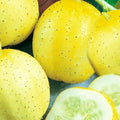 Lemon Cucumber Seeds | NON-GMO Heirloom Seeds | Organic Vegetable Garden Seeds | Cucumis sativus