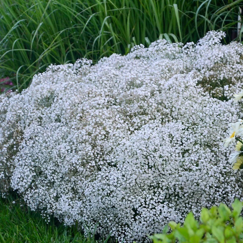 Baby's Breath Seeds - 150+ Non-GMO Heirloom Gypsophila Covent Garden - USA Grown