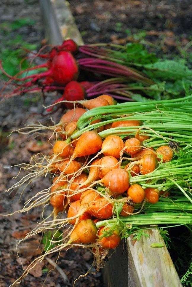 Parisian Carrot Seeds Bulk 400 Count Packet, Tender Round Globes, Sweet & Tasty, Daucus carota