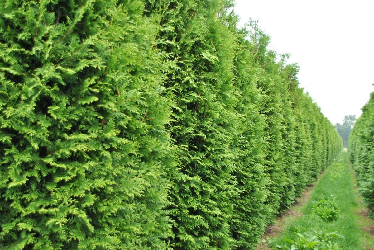 50+ Thuja Tree Seeds | White Cedar Arborvitae | Thuja occidentalis | Ideal for Hedge Rows