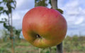 Argiliere Apple Seeds - 25+ Pack for Garden Planting - USA Grown - Malus domestica