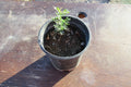Desert Ironwood Tree Bonsai - Well Rooted Olneya Tesota - Indoor Plant, Drought-Tolerant, Unique Variety