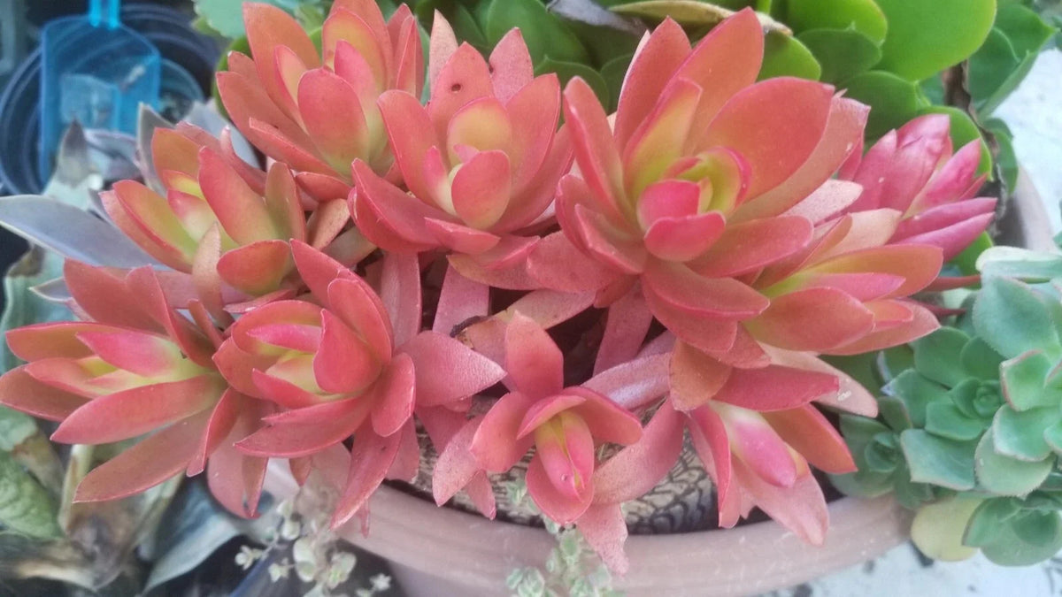 Campfire Succulents Cuttings - 3 Pack, Crassula Capitella, Colorful Roasted Red Leaves, Easy Care Plants