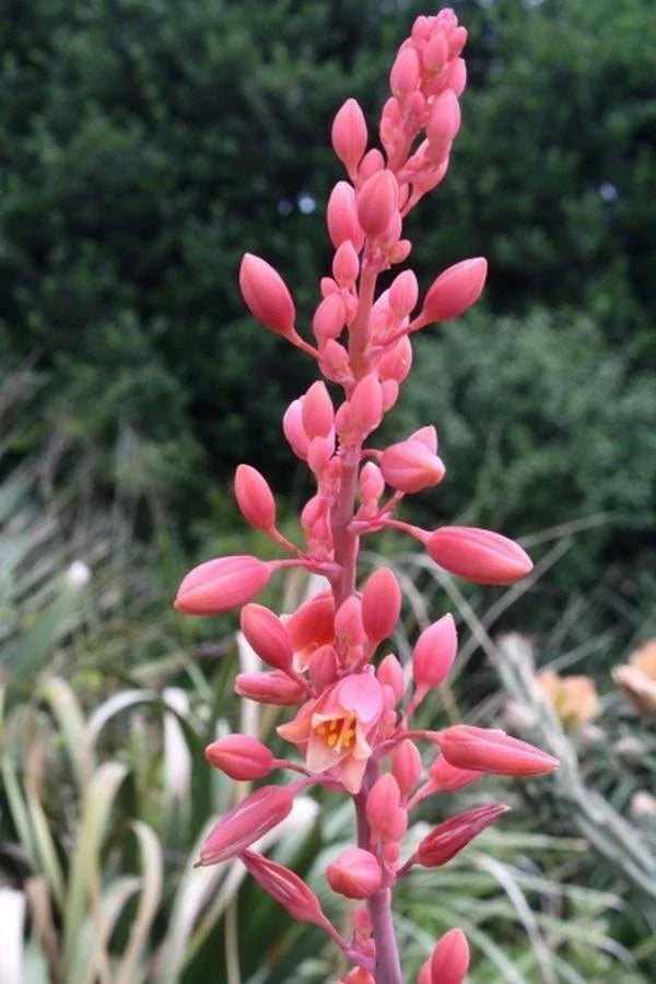 Texas Yucca Seeds - 40 Count - Hesperaloe parviflora - False Brakelight Red Flowering Variety