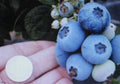 Northern Highbush Blueberry Seeds - Attracts Wildlife, Birds & Bears - Vaccinium corymbosum