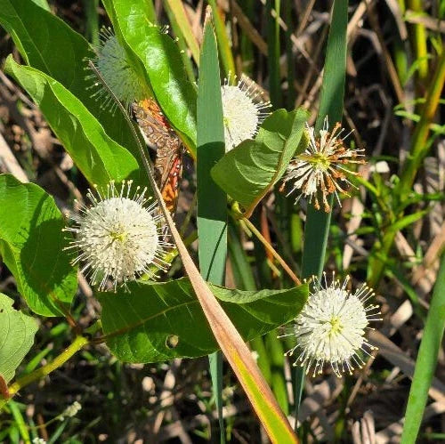 Button Bush Seeds | 25 Count | Cephalanthus Occidentalis | Florida Native Pollinator Plant