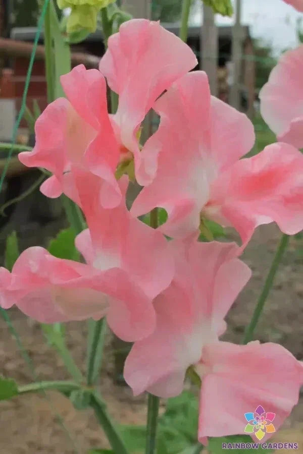 Sweet Pea Seeds - 50+ Pack - Lauren Landy Variety - Lathyrus odoratus - USA Grown