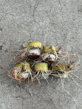 Rooted Sugarcane Cuttings - 5pcs Tropical Plant, Ready to Plant - Saccharum officinarum
