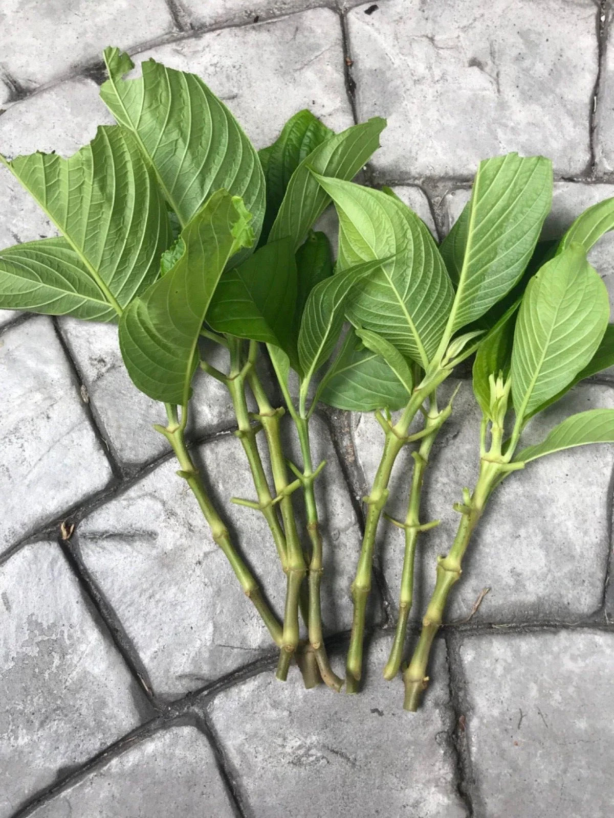 Brazilian Red Cloak Cuttings - 7 Fresh Unrooted Megaskepasma erythrochlamys