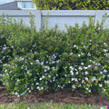 Dwarf Myrtle Hedge Bush Seeds | 20+ Seeds | Fragrant White Flowering | Myrtus Communis