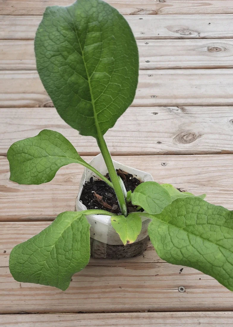 Comfrey Bocking 14 root cutting (Symphytum × uplandicum) – Organic, Bare Root Starter Plant