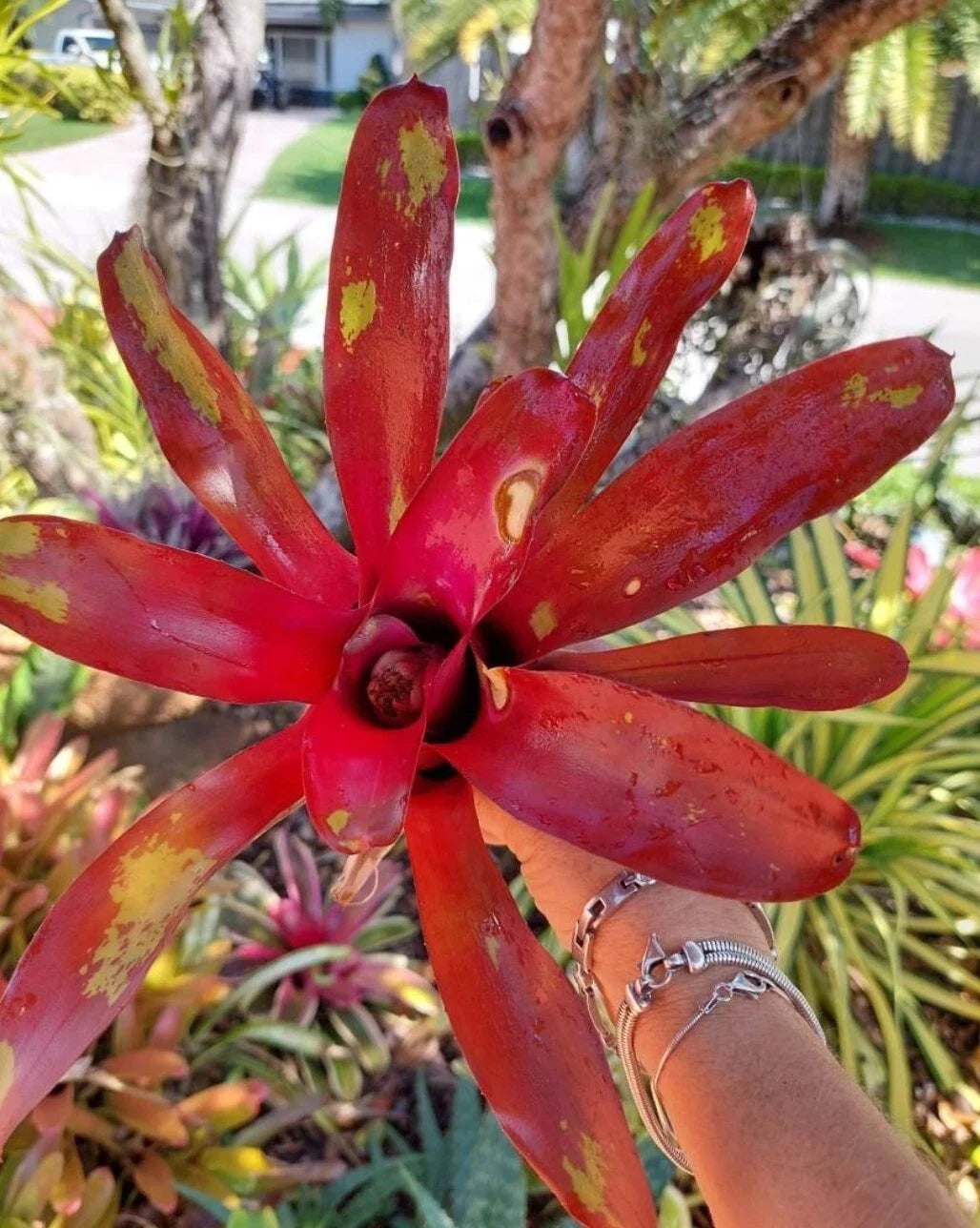 Neoregelia Gazpacho Bromeliad - Bareroot Live Plant