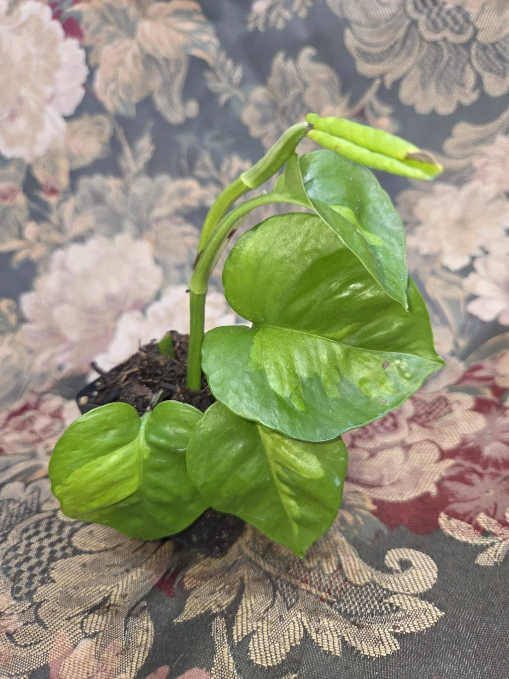 Global Green Pothos Rooted Starter Plant | Epipremnum aureum Variegated in 2" Pot