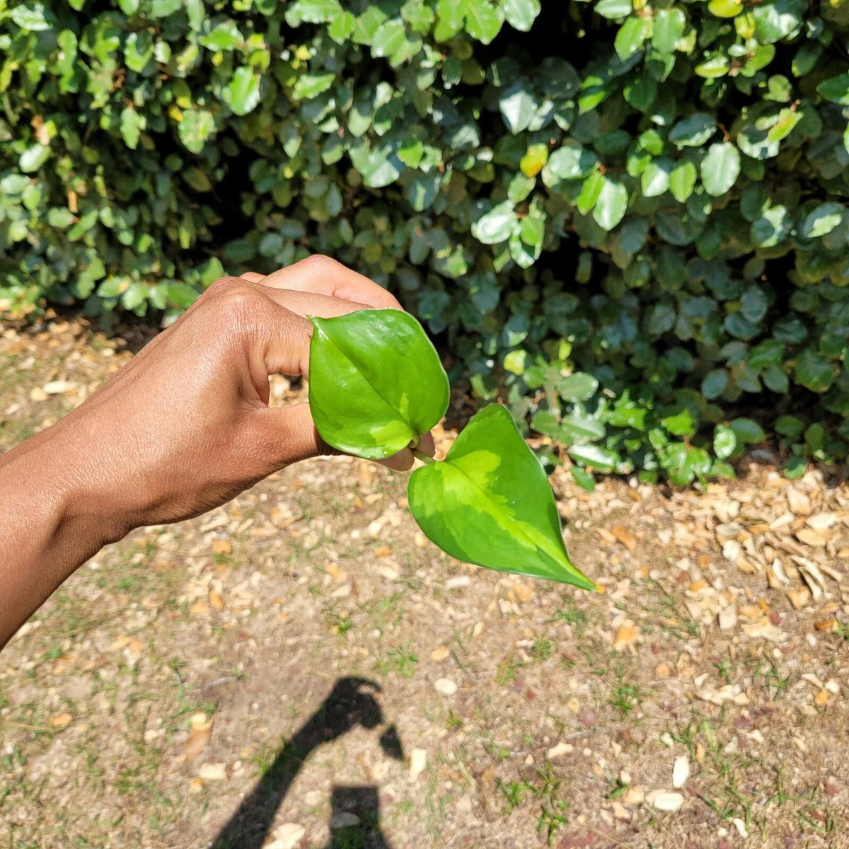 Global Green Pothos Rooted Cutting | Epipremnum aureum Live Houseplant