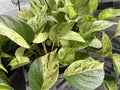 Marble Queen Pothos Cuttings Bundle - 3 Variegated Tropical Trailing Plants - Epipremnum aureum