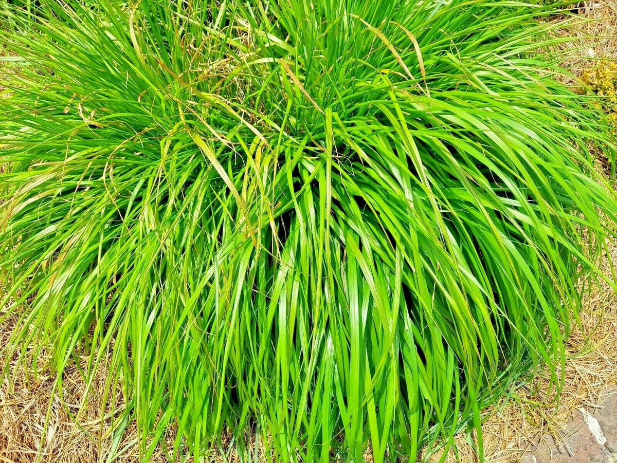 Lemongrass Seeds - 200+ Non-GMO Heirloom Mosquito Repellent Herb - Cymbopogon citratus - USA