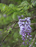 American Wisteria Seeds, 8 Pack, Wisteria frutescens, Fast-Growing Perennial Climbing Vine for Gardens