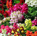 Snapdragon Seeds Mix - Maximum Potomac Variety - 200 Seeds - Antirrhinum majus