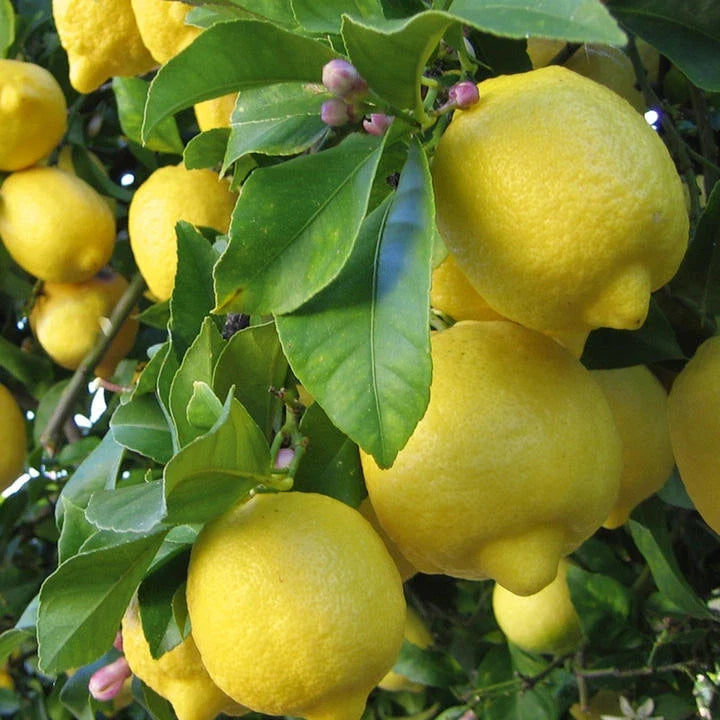 Meyer Lemon Seeds - 5+ Organic Non-GMO Citrus Seeds - Pesticide Free - Edible Fruit Tree - Citrus limon