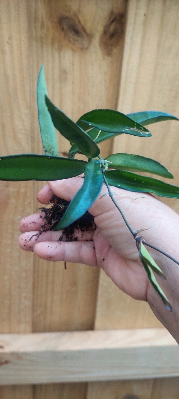 Hoya wayetii Rooted Plant Bareroot | Easy-Care Tropical Wax Plant for Hanging Baskets