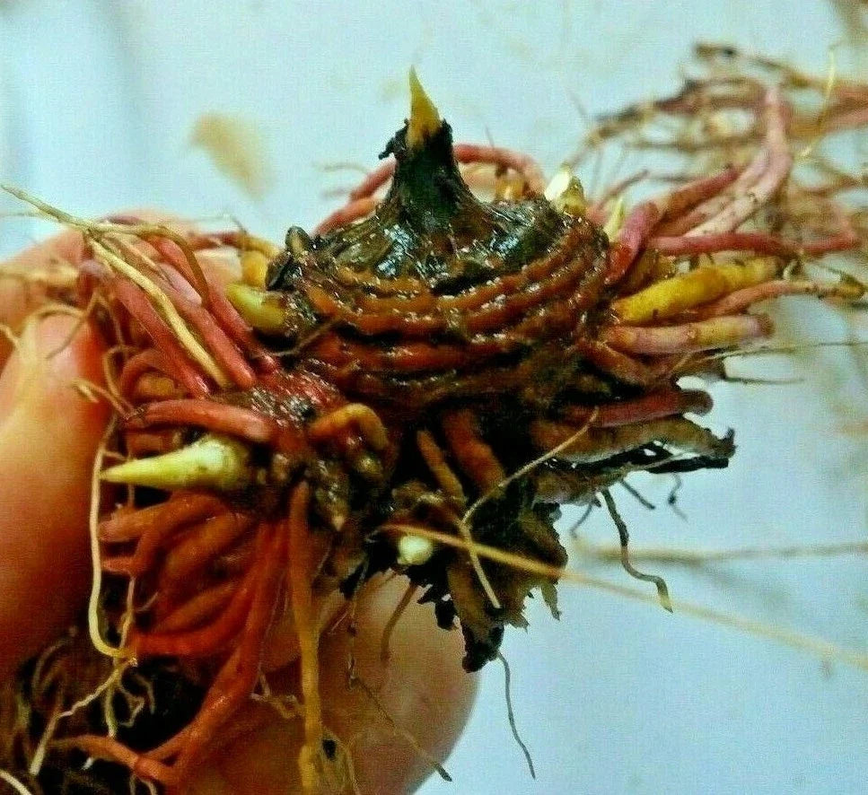 Tatarian Aster Starter Plants or Roots – 6 Hardy Perennial with Lavender Blooms