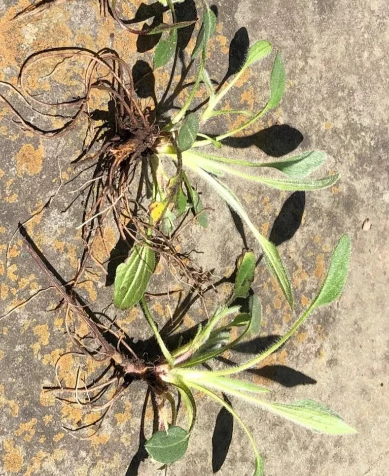 Black-Eyed Susan Rudbeckia Hirta Bare Root Plants — 3 Native Perennial Wildflowers