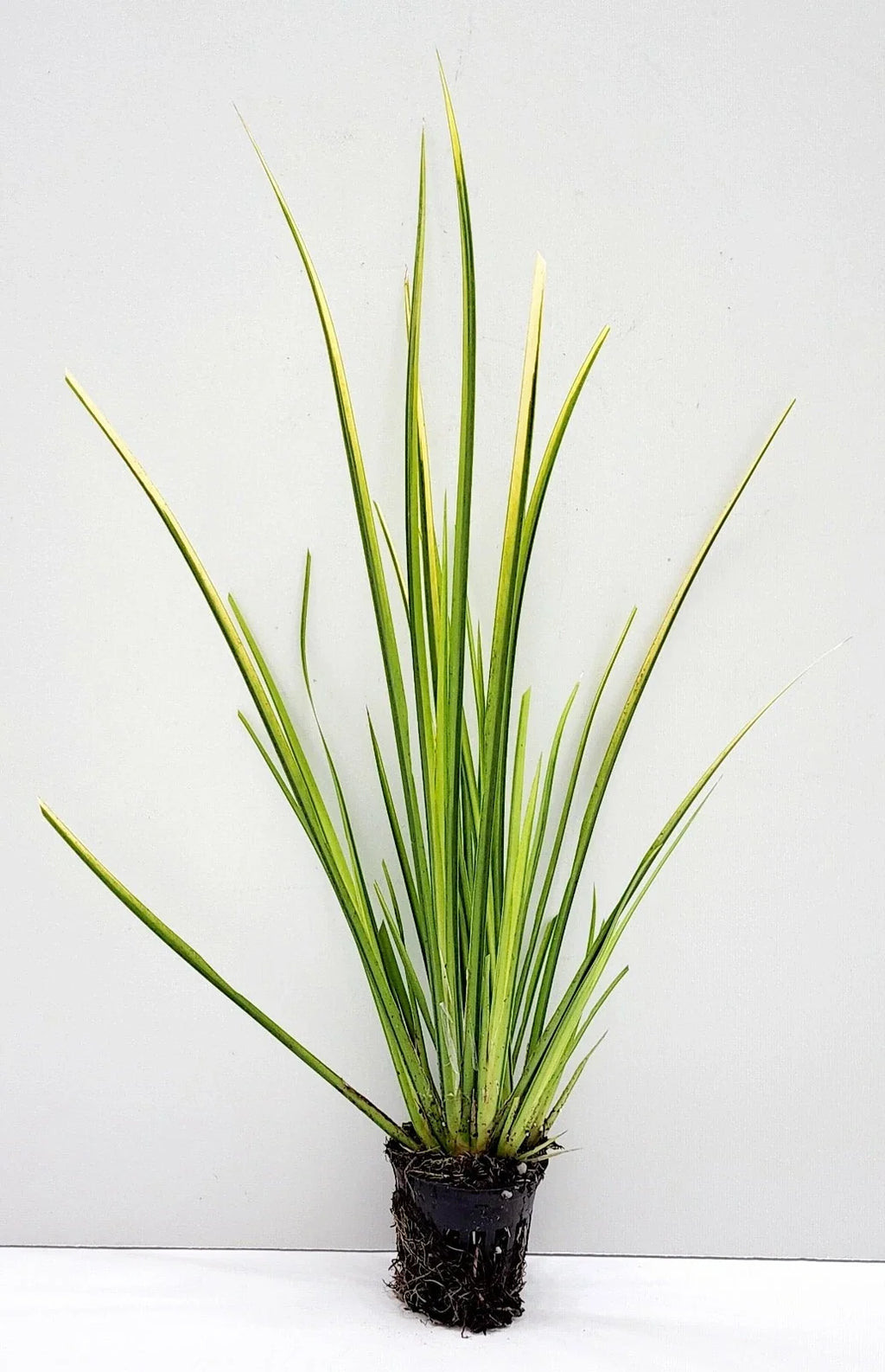 Acorus gramineus ‘Ogon’ Golden Sweet Flag - Bareroot Live Pond Plant