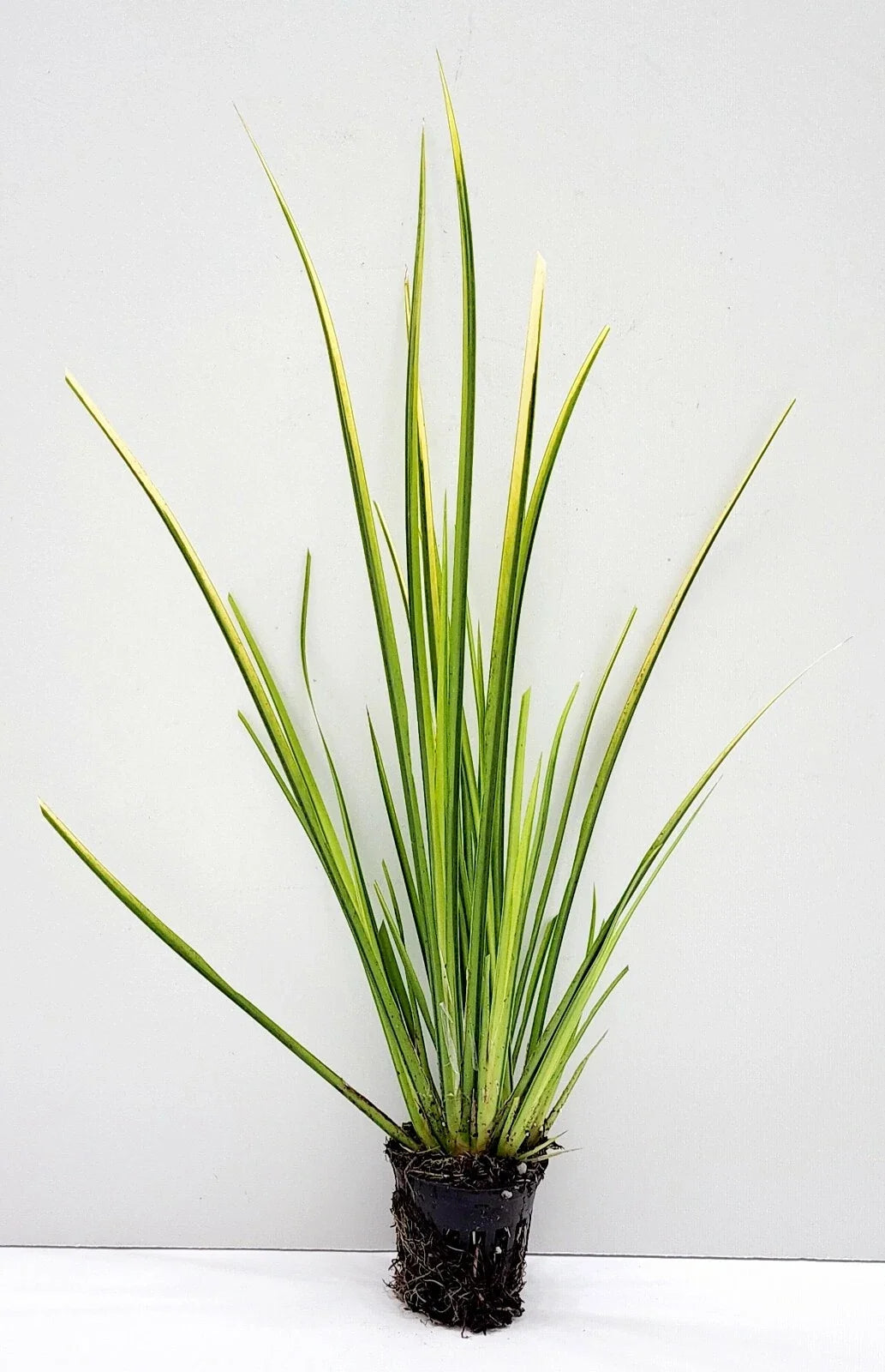 Acorus gramineus ‘Ogon’ Golden Sweet Flag - Bareroot Live Pond Plant