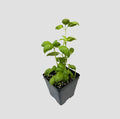 Italian Sweet Basil - 2 Live Organic Rooted Plants 5–11" Tall