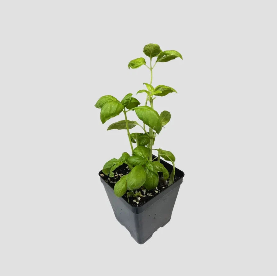 Italian Sweet Basil - 2 Live Organic Rooted Plants 5–11" Tall