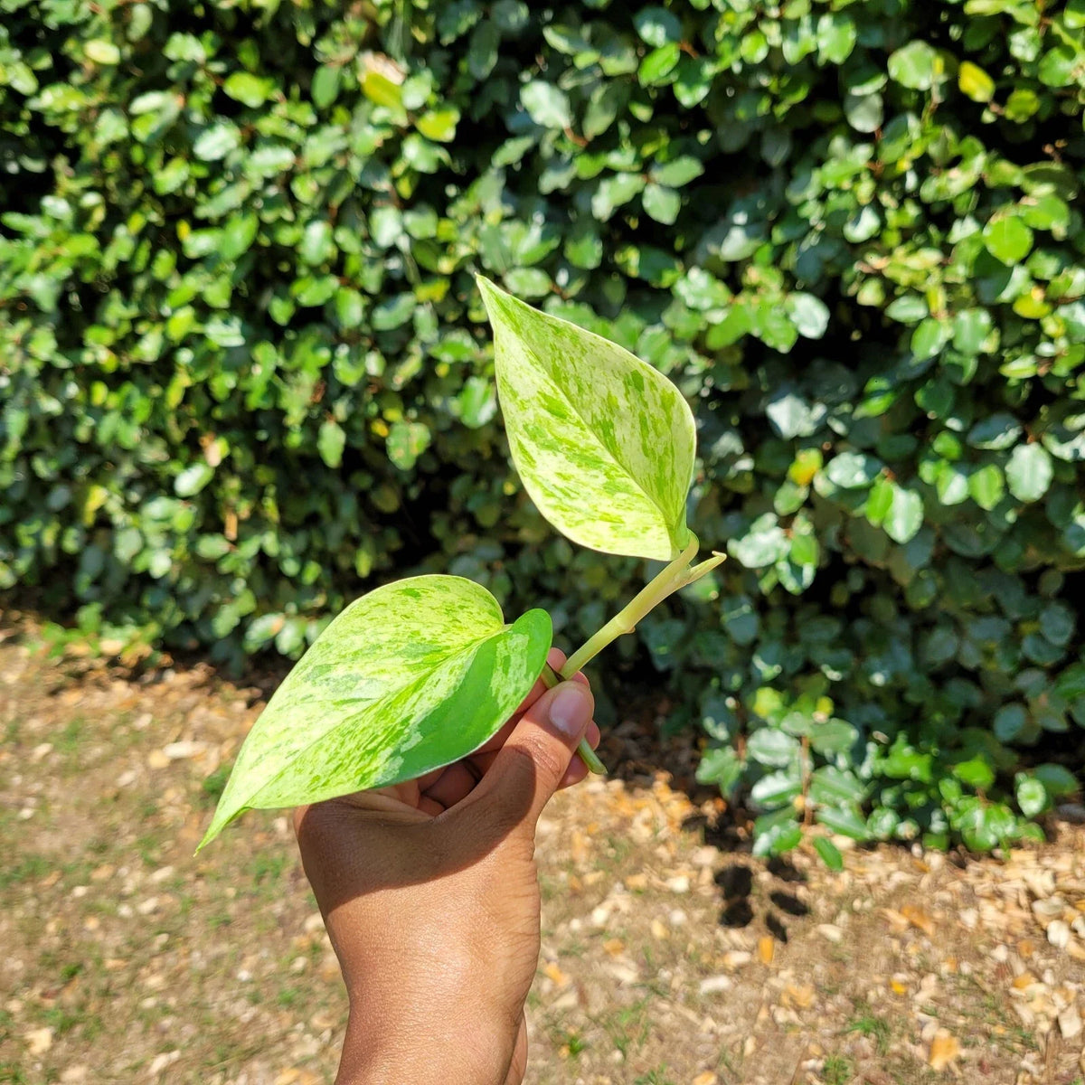 Marble Queen Pothos Rooted Cutting - Variegated Epipremnum Aureum, Easy-Care Indoor Plant