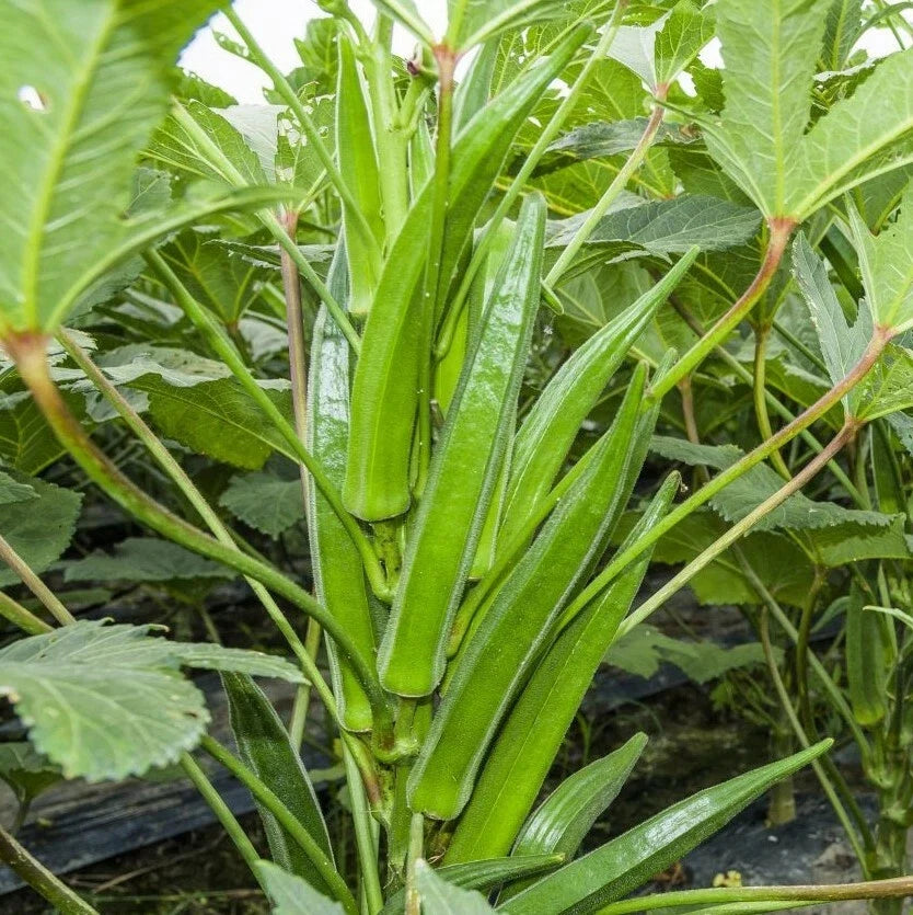 Bulk Clemson Spineless Okra Seeds | USA Wholesale Vegetable Seeds | High Yield Crop, Non-GMO, 2025