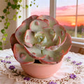 Echeveria Heart Moon Variegata Bare Root - Rare Variegated Succulent