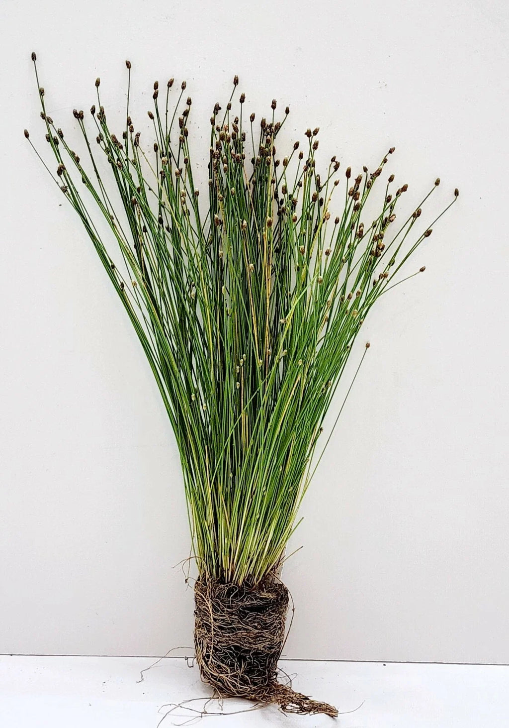 Eleocharis palustris Live Spike Rush Bareroot Water Garden Plant