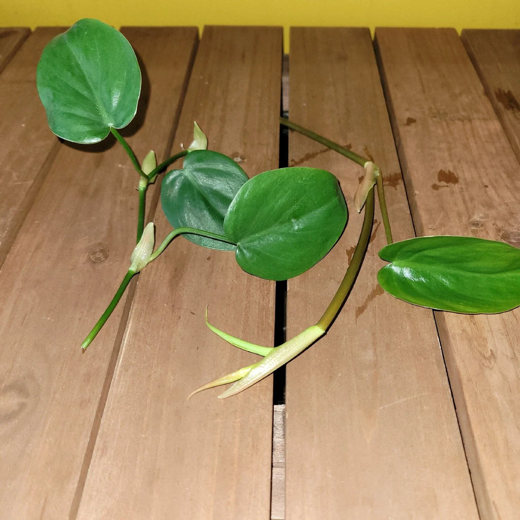 Philodendron Cordatum Heartleaf Rooted Cutting – Live Houseplant