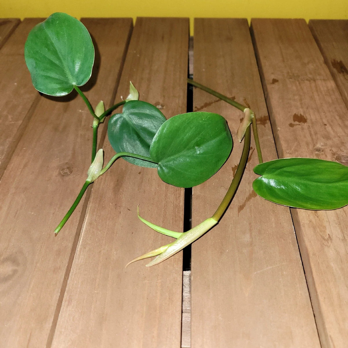 Philodendron Cordatum Heartleaf Rooted Cutting – Live Houseplant