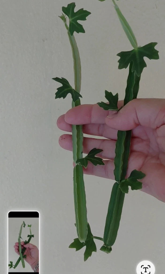 Cissus quadrangularis Unrooted Cuttings (2) – Veldt Grape, Pirandai