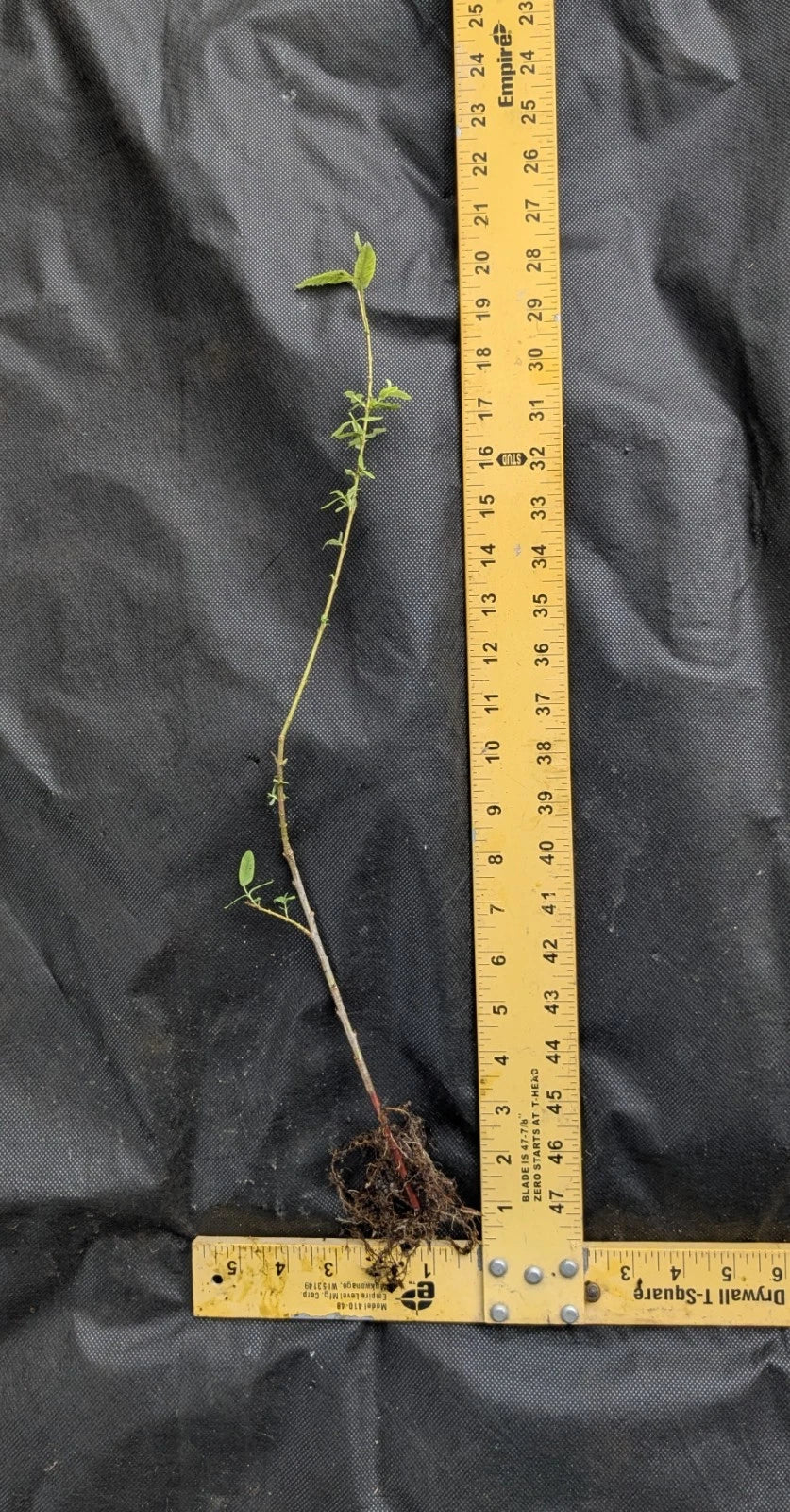 Corkscrew Willow Tree (Salix matsudana 'Tortuosa') Bare Root 1–2 ft