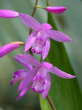Hardy Ground Orchid Live Starter Plant - Bletilla 'Kate' - Easy Care Perennial Orchid for Gardens and Containers