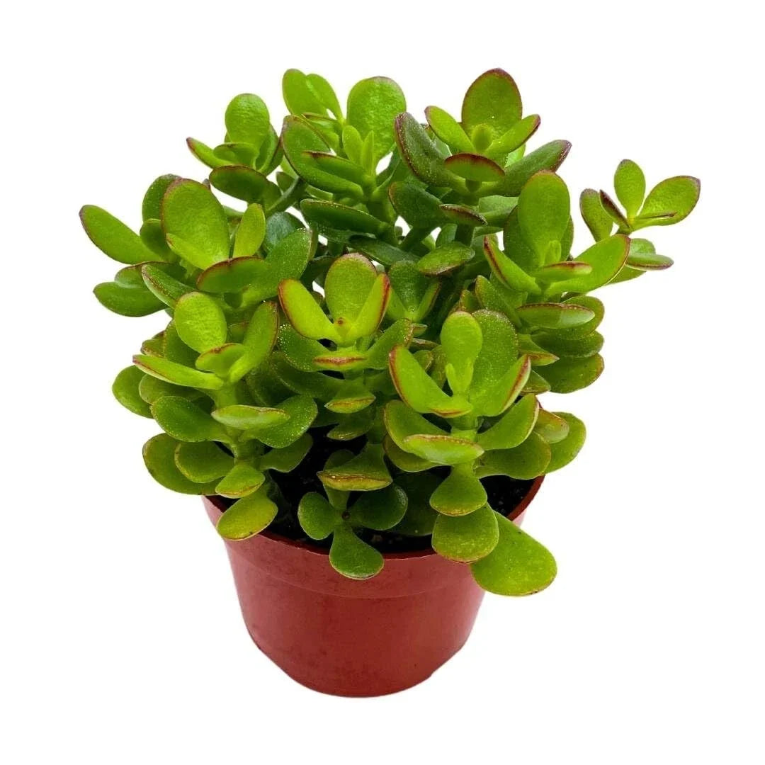 Crassula Ovata Jade Plant - 4 inch Fully Rooted Live Succulent