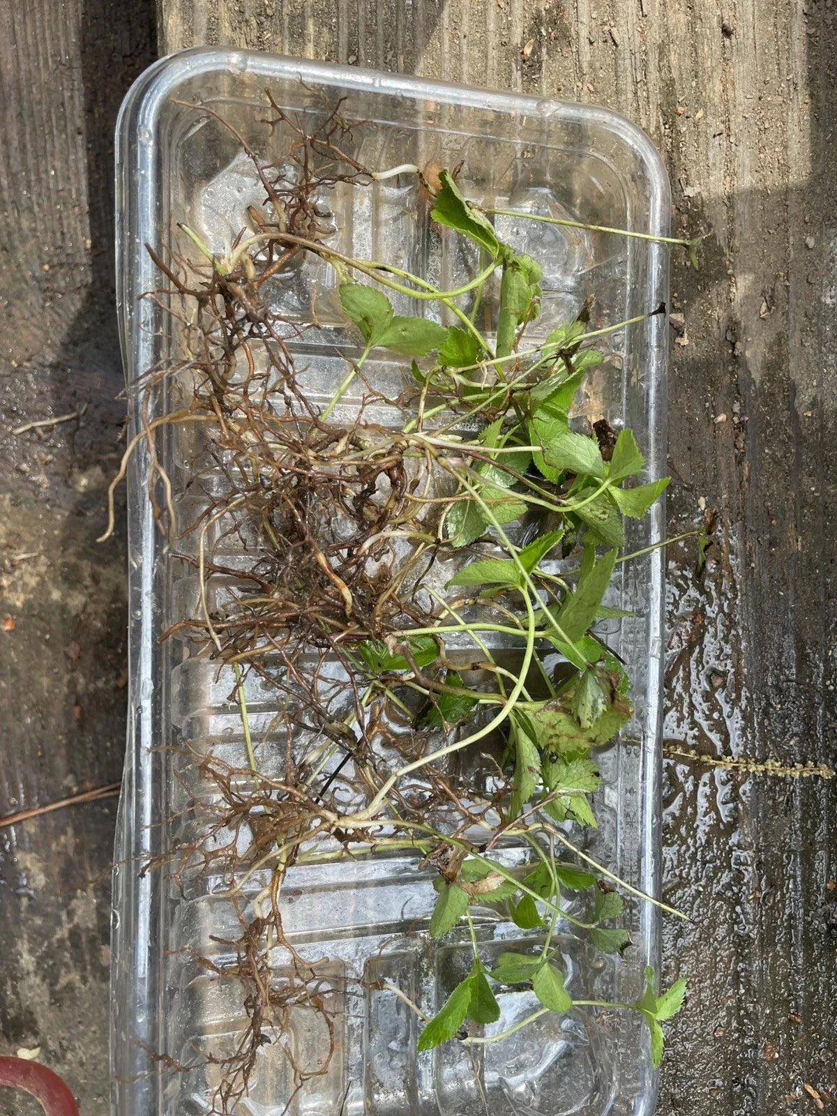 3 Lenten Rose Starter Plants (Helleborus spp.) - Live Starter Plants for Shade Gardens